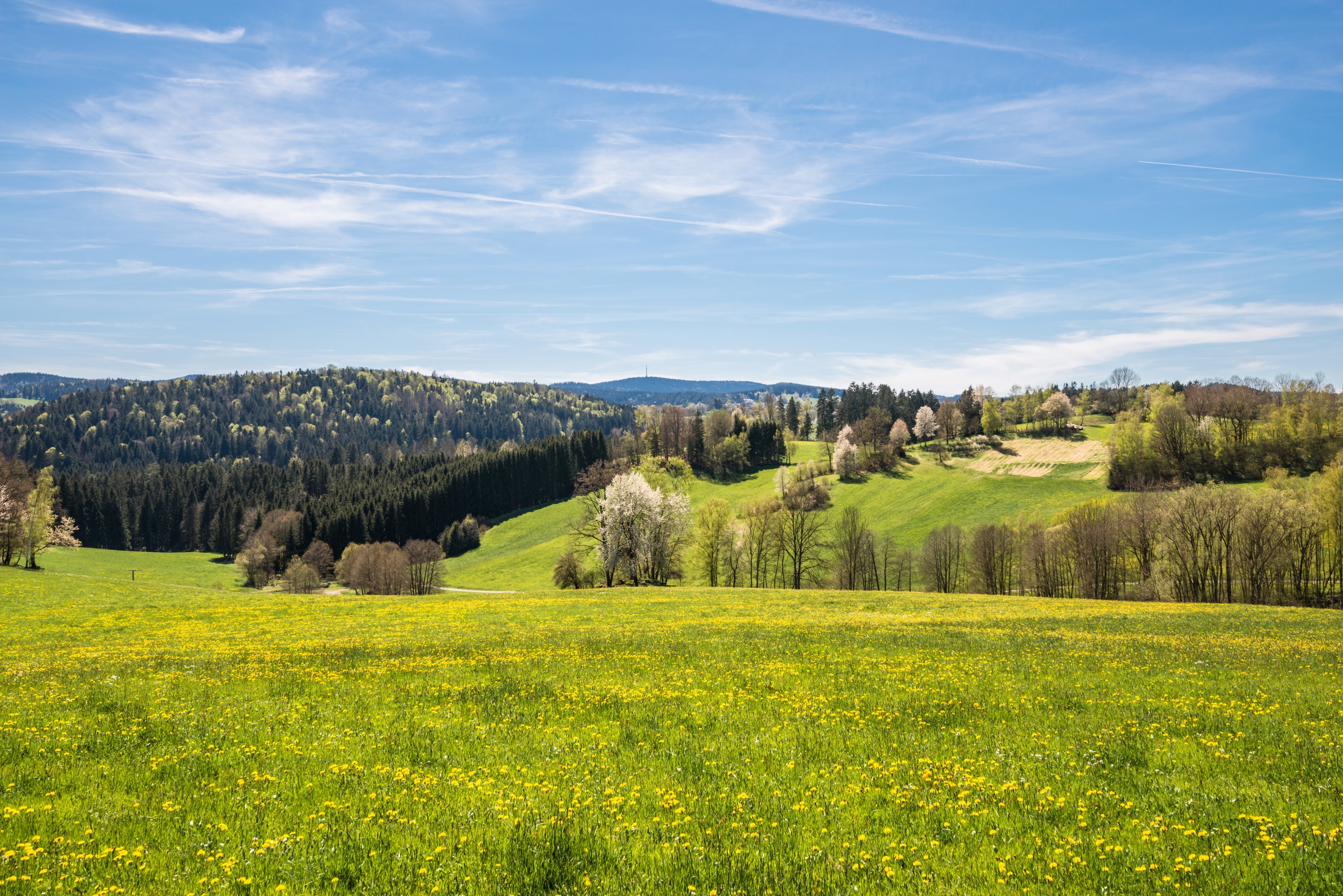 Bayerischer Wald